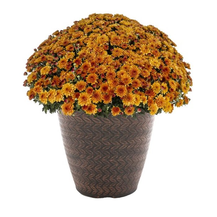 12 Inch Blooming Fall Mum Plant